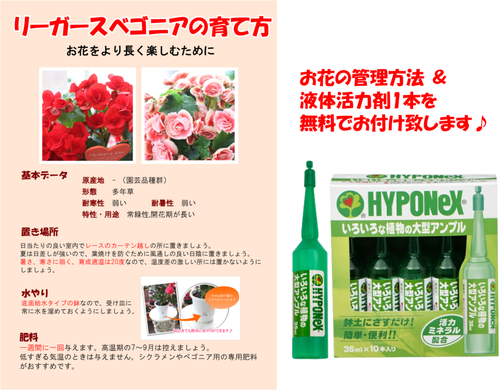 21年母の日特集 母の日のプレゼント リーガースベゴニア