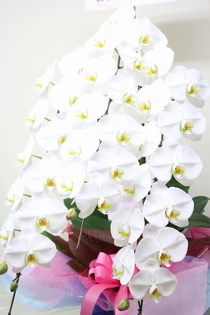 ビジネスに贈る花 胡蝶蘭 花ギフト通販 宅配のフラワーショップコスモス