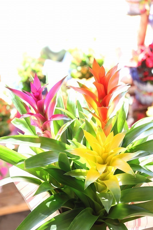グズマニア 花ギフト通販 宅配のフラワーショップコスモス