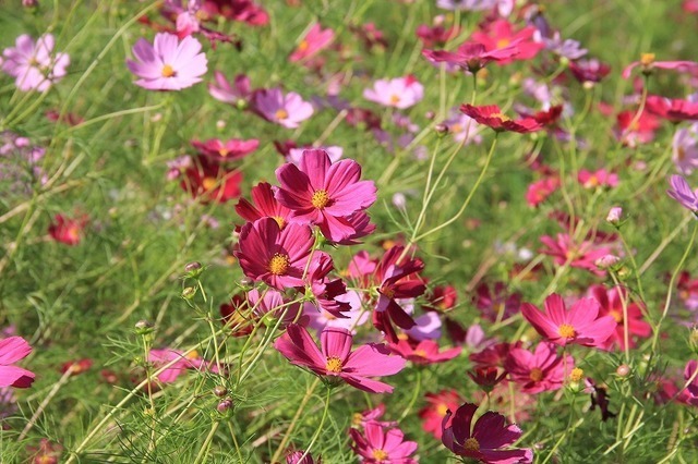 ご挨拶 宮崎県小林市の花屋フラワーショップコスモス