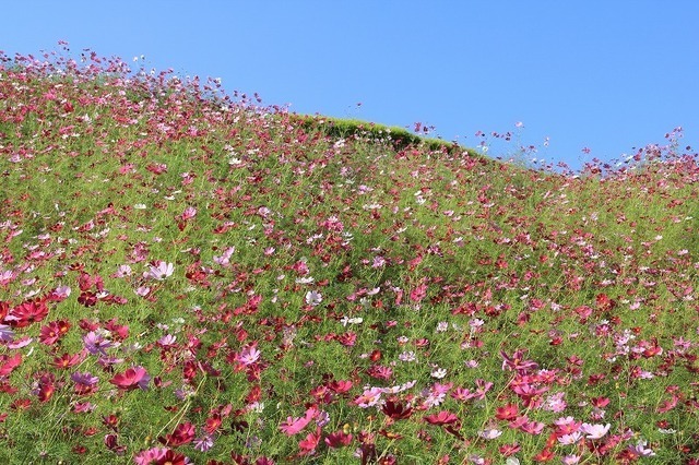 ご挨拶 宮崎県小林市の花屋フラワーショップコスモス
