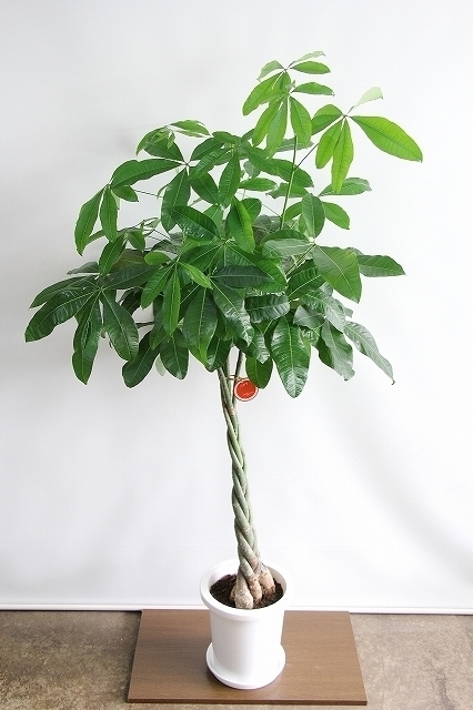 観葉植物 パキラ 発財樹 花ギフト通販 宅配のフラワーショップコスモス 観葉植物 パキラ 発財樹 花ギフト通販 宅配のフラワーショップコスモス