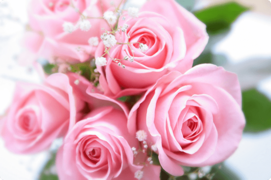 ピンクバラの花束 花ギフト通販のフラワーショップコスモス