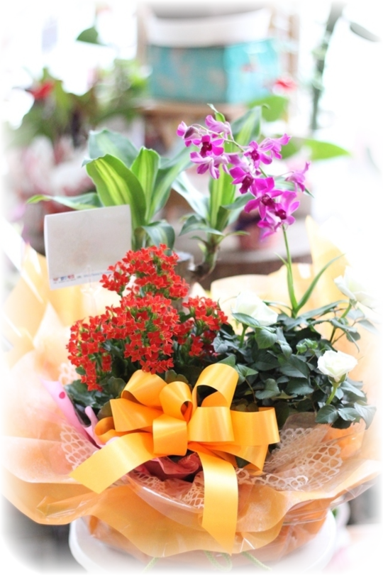寄せ鉢ギフト 花ギフト通販のフラワーショップコスモス