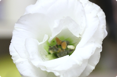 お部屋に花を飾る時のコツ 宮崎の花屋フラワーショップコスモス