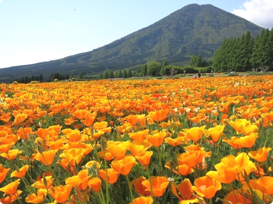 ご挨拶 宮崎県小林市の花屋フラワーショップコスモス